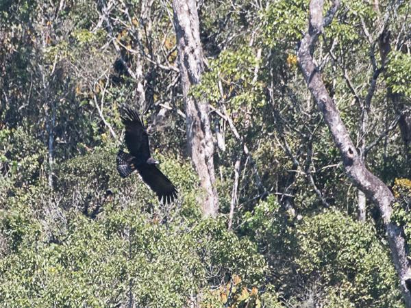 <h3><a href="/trips/srilanka/biota/animalia/chordata/aves/017 accipitriformes/004 accipitridae/ictinaetus malaiensis/ictinaetus malaiensis-nl.html">Ictinaetus&nbsp;malaiensis</a> / Black&nbsp;eagle / Indische&nbsp;zwarte&nbsp;arend</h3>NIKON D500 met AF-S Nikkor 80-400mm f/4.5-5.6G ED VR, 1/2000 sec  bij F5.6, ISO 1250, afstand 167&nbsp;m